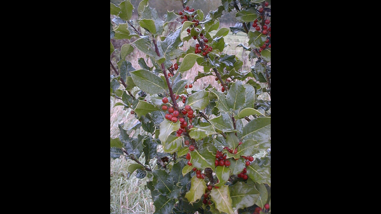 Holly tree / holly berries