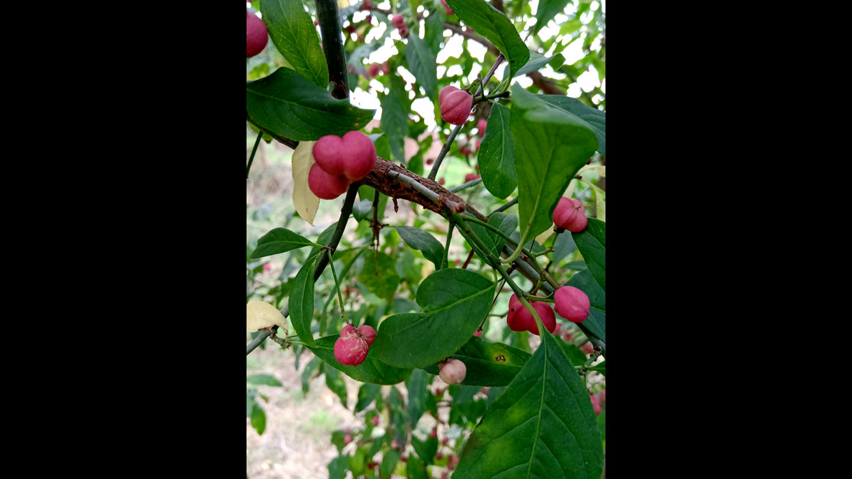 Spindle tree pic 2