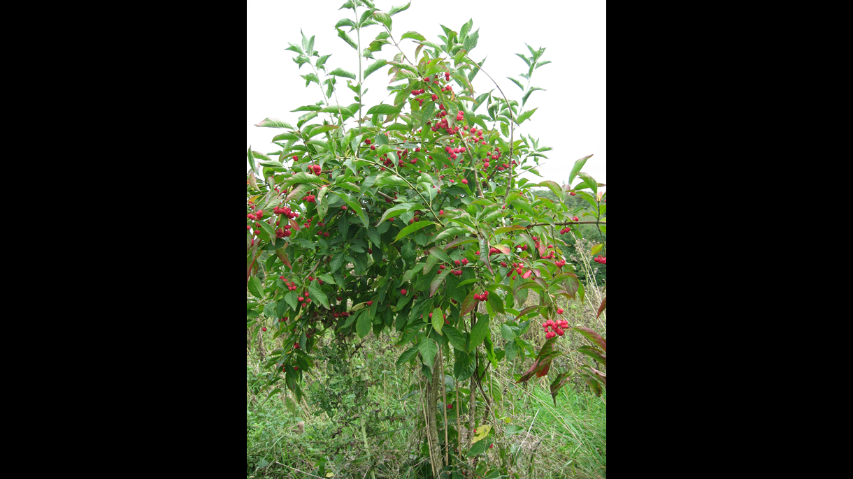 Spindle tree at Rosliston Forestry Centre 2006