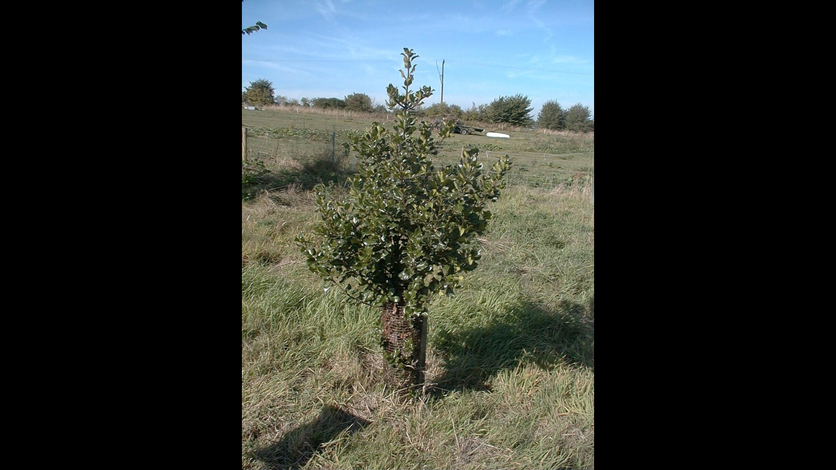 Holly tree at Rosliston Forestry Centre 2003