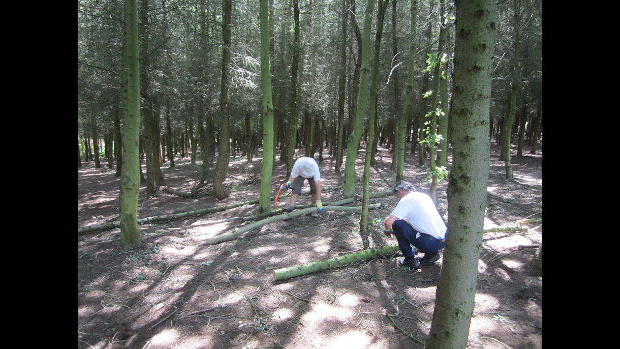 Tree clearing
