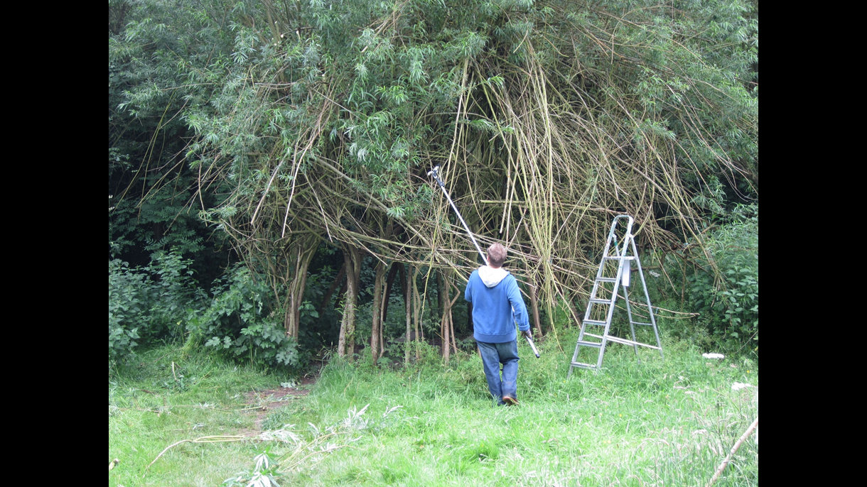 Pruning