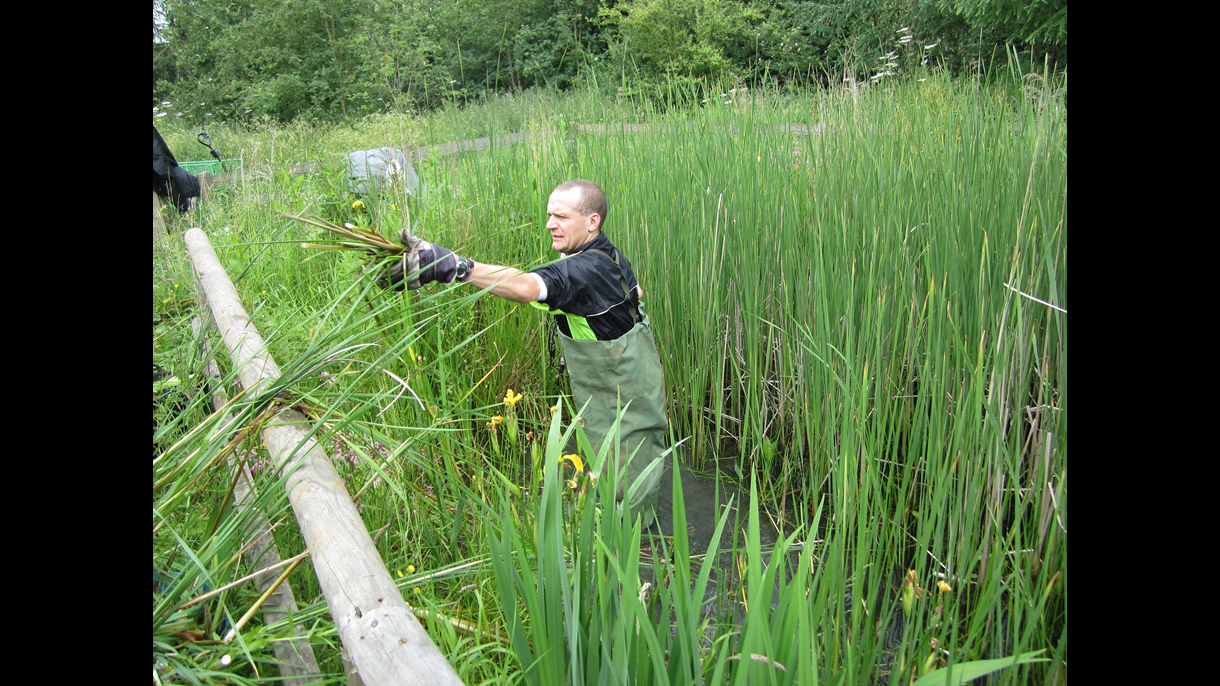 Pond clearing