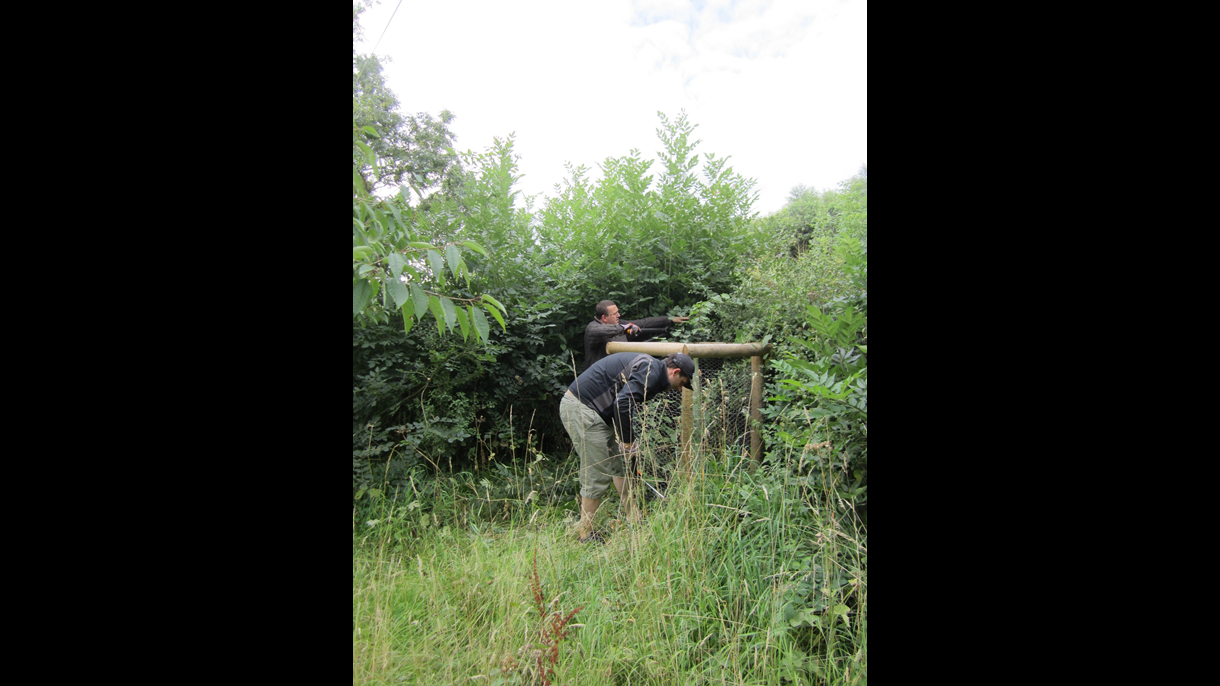 Woodland maintenance