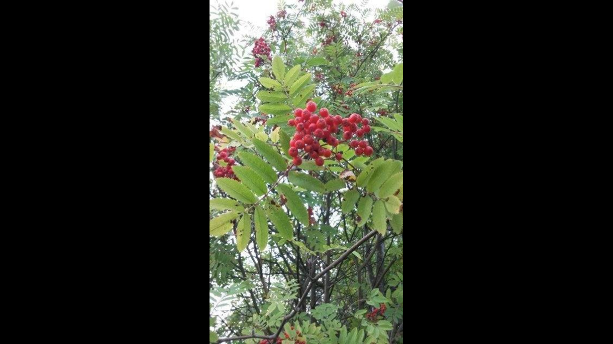 Rowan