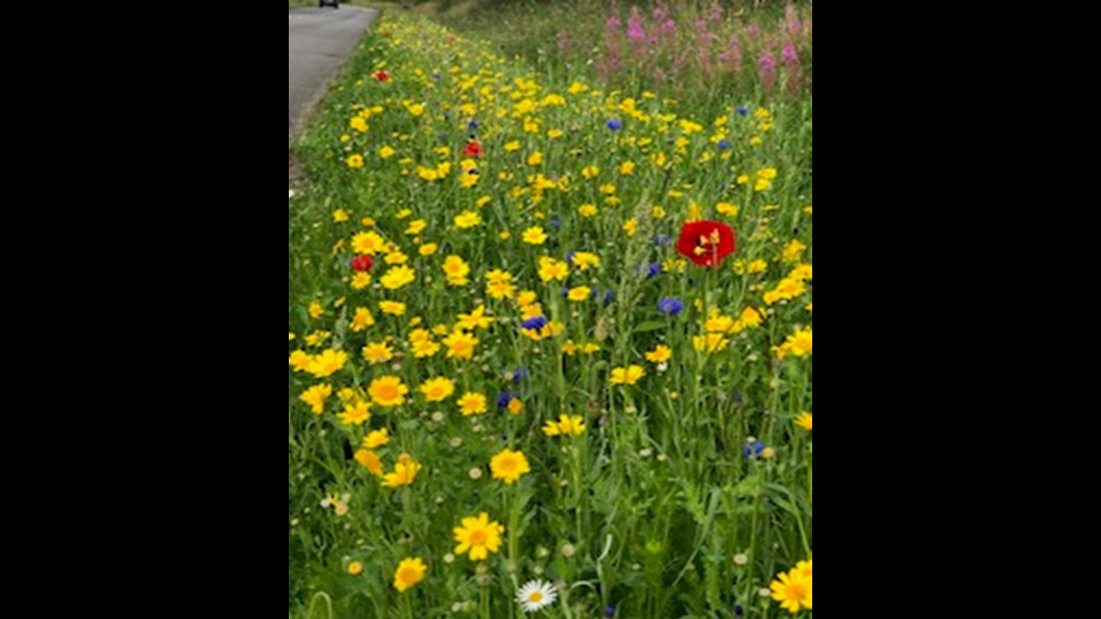 Wildflowers, July 2021